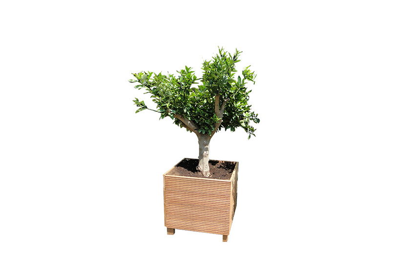 Plant | XL | Sinaasappelboom H180