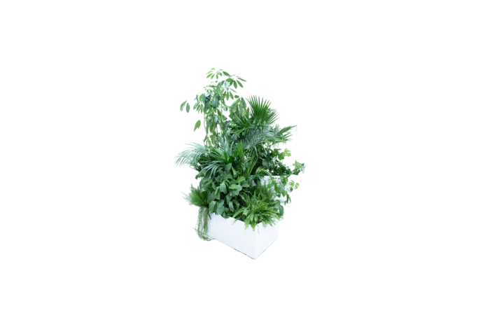 Kopenhagen plantenbak vliegervorm - incl. planten L141xB100xH40