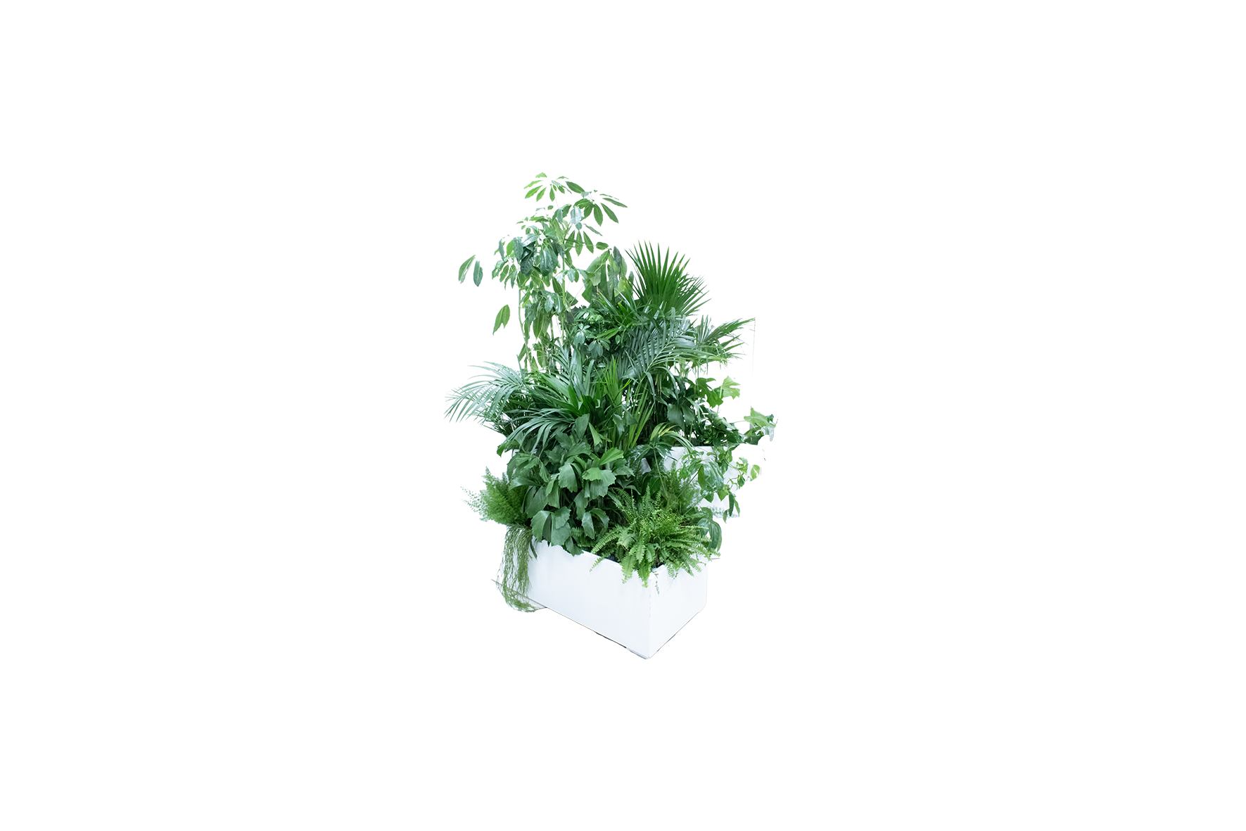 Kopenhagen plantenbak vliegervorm – incl. planten L141xB100xH40