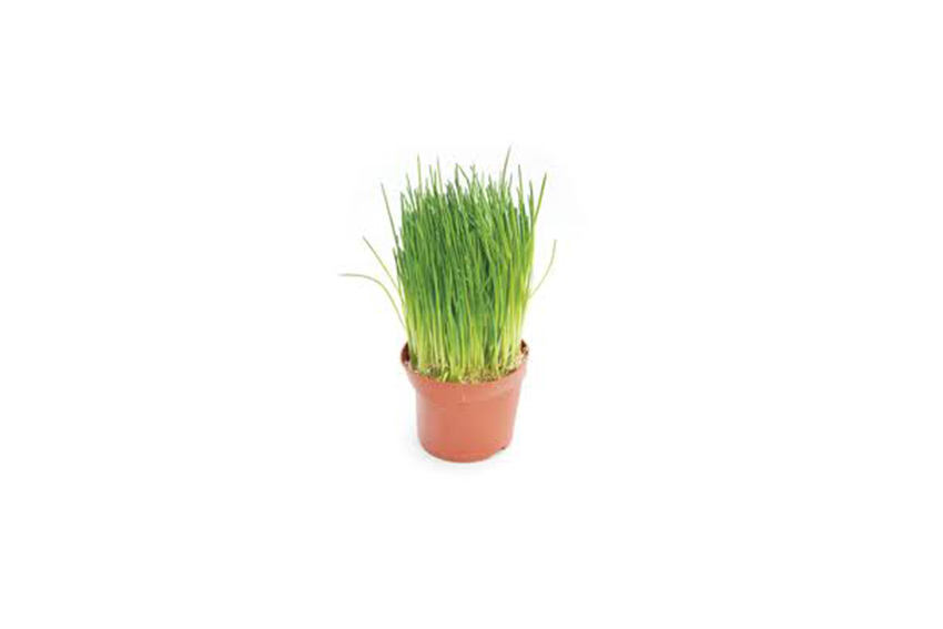Plant | XS | Tafel- en kruidenplant assorti – H10-30cm