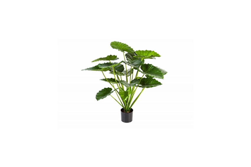 Kunstplant | Alocasia H60