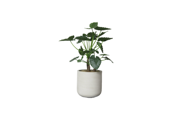 Kunstplant | Alocasia calidora incl. grijze betonlook pot - potmaat Ø53xH56