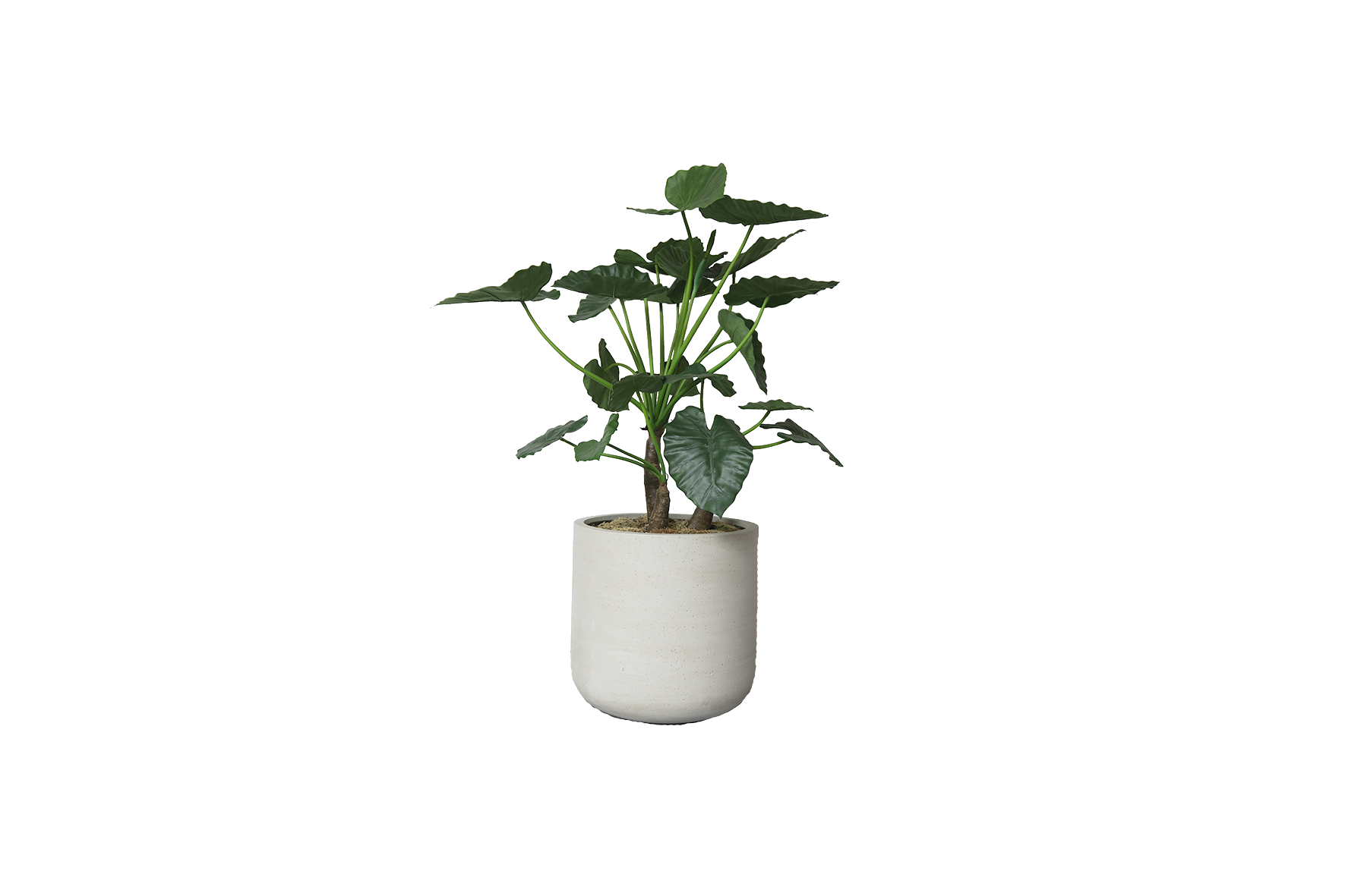 Kunstplant | Alocasia calidora incl. grijze betonlook pot – potmaat Ø53xH56