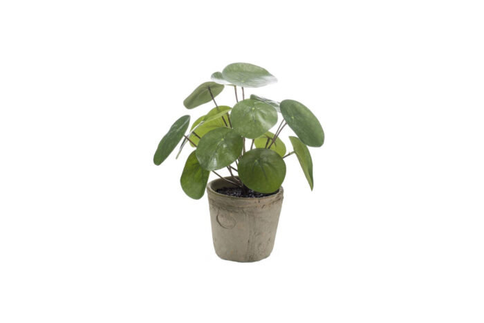 Kunstplant | Pannenkoekenplant H25