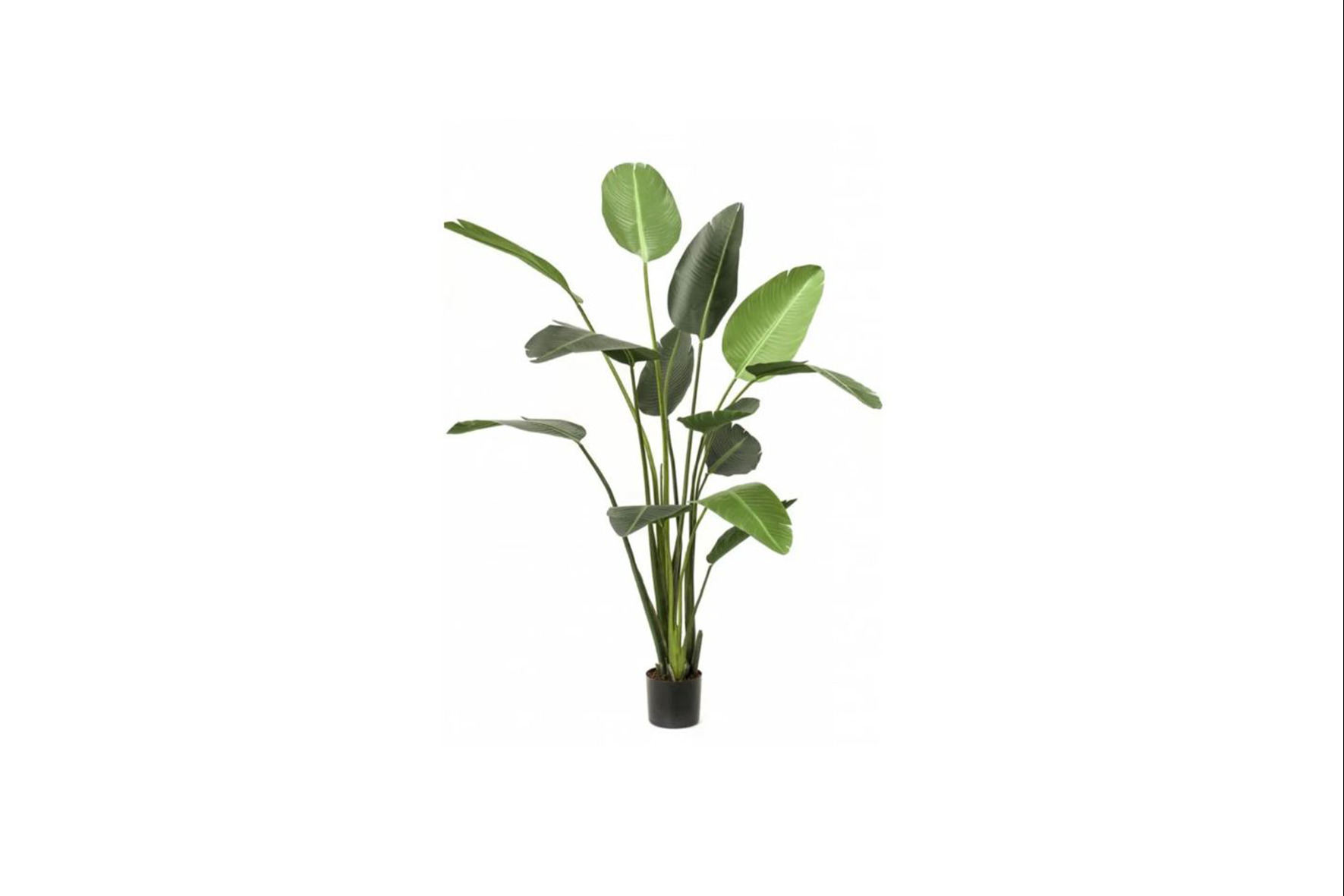 Kunstplant | Strelitzia H190