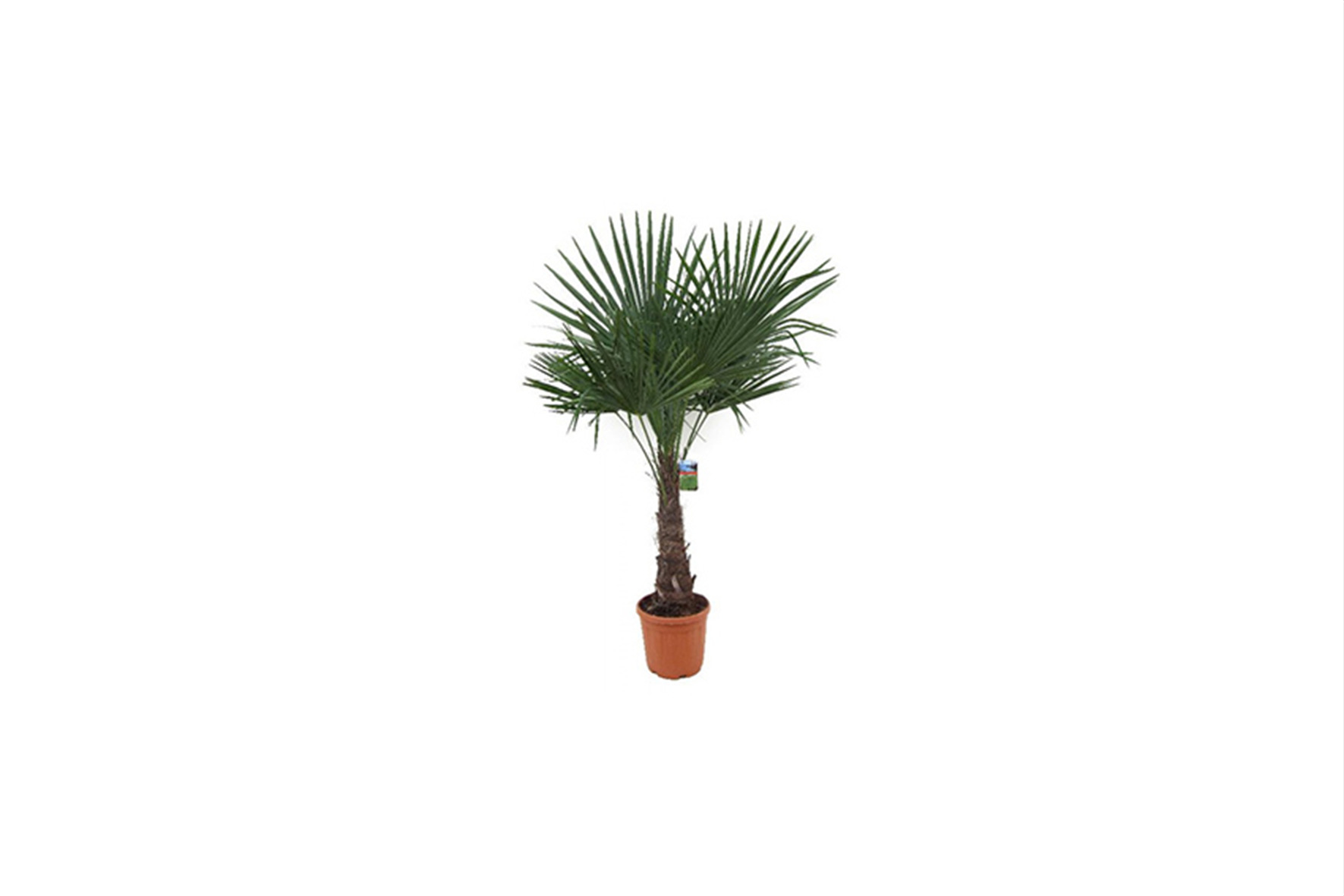 Plant | L | Palm Trachycarpus fortunei H150