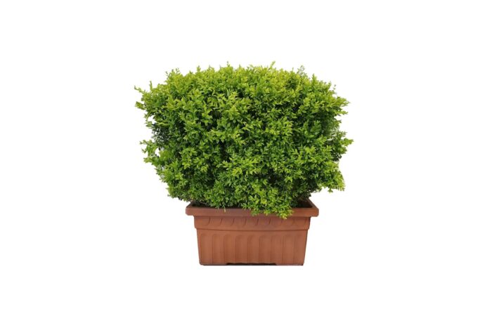 X | Plant | Buxus Haag in terracotta bak L75xH85