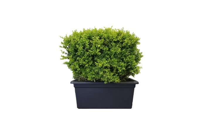 X | Plant | Buxus Haag in bak | L75xH85