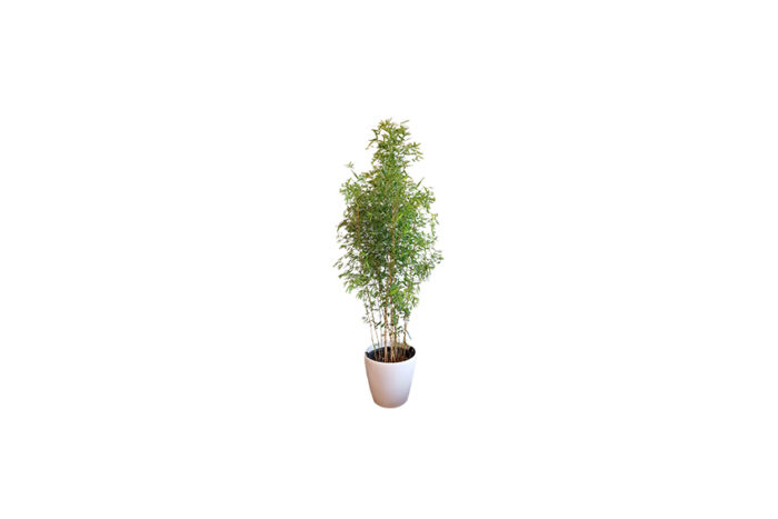 X | Plant | L | Bamboe H180-H200
