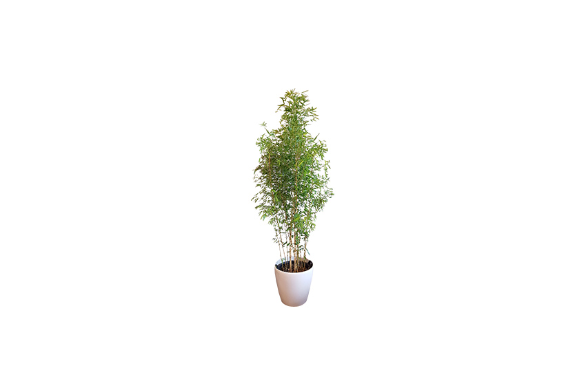 X | Plant | L | Bamboe H180-H200