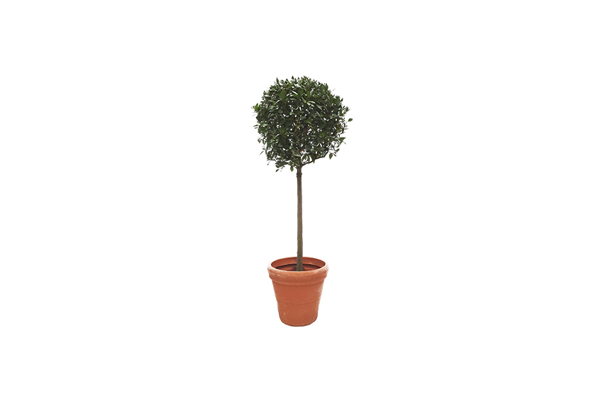 X | Plant | XL | Laurierboom met bol Ø80 | H225-H250