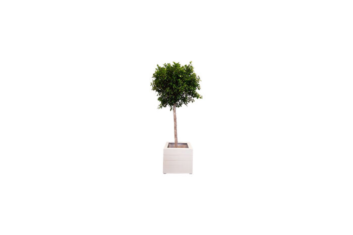 X | Boom | XL | Nitida | H285-H300