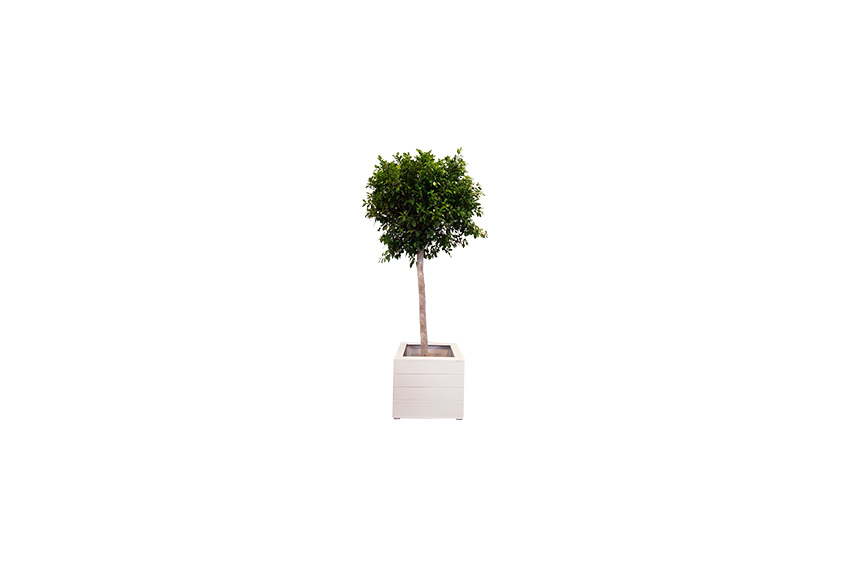 X | Boom | XL | Nitida | H285-H300