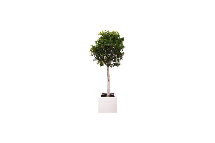 X | Boom | XXL | Nitida | H375-H450
