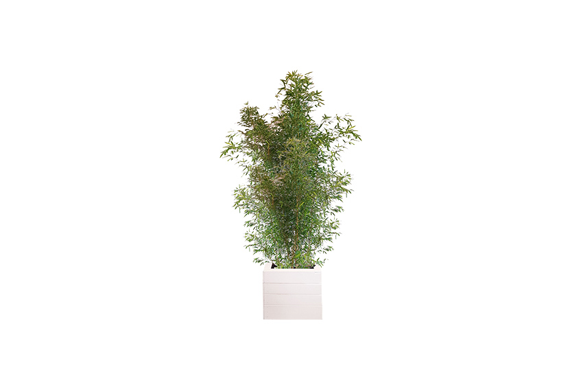 X | Plant | XXL | Bamboe H300-H350