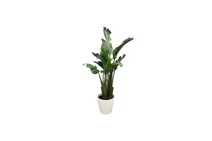 X | Plant | L | Strelitzia | H180-H220