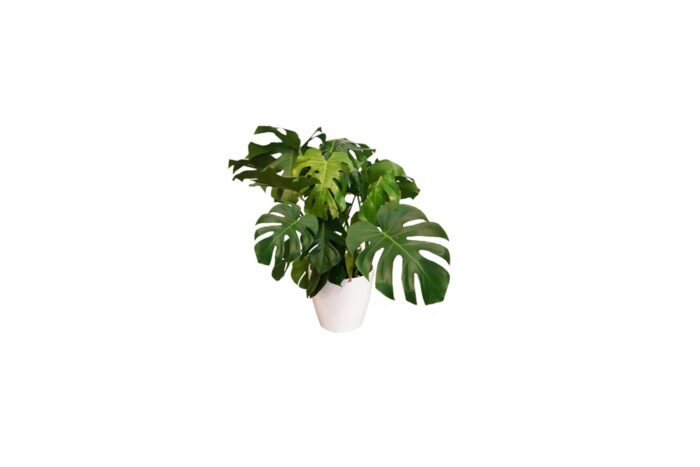 X | Plant | M | Monstera/Fatsia | ca H100