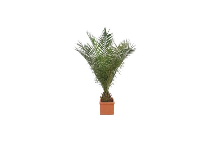 X | Palm | L | Phoenix Canariensis | H180-H200