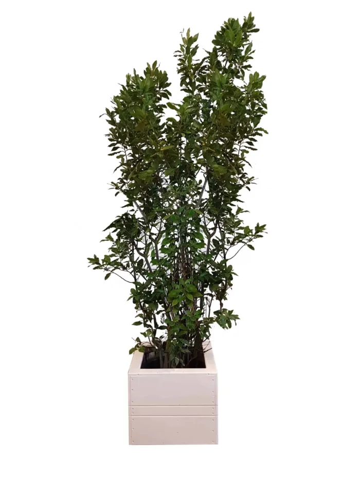 X | Plant | XL | Laurier Bush H250-H275