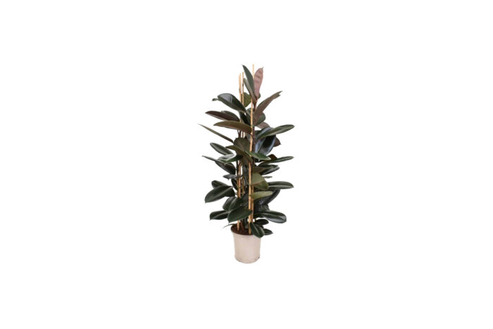 X | Plant | L | Ficus Elistica H160