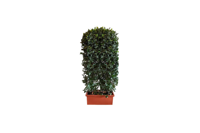 X | Plant | Laurier haag in terracotta sierbak L100xH180