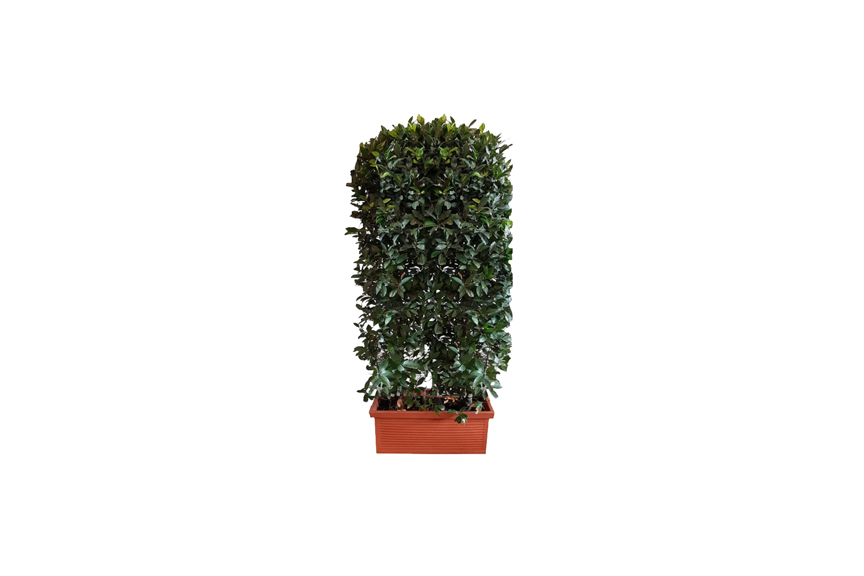 X | Plant | Laurier haag in terracotta sierbak L100xH180