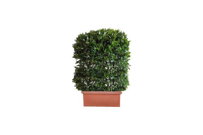 X | Plant | Laurier haag in terracotta sierbak L80xH140